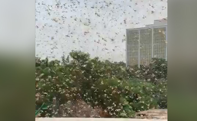 गुरुग्राम पहुंचा टिड्डियों का दल, हमले से किसान परेशान, देखें VIDEO