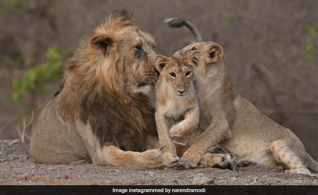 PM Modi Shares Some "Very Good News" About Gir Lions