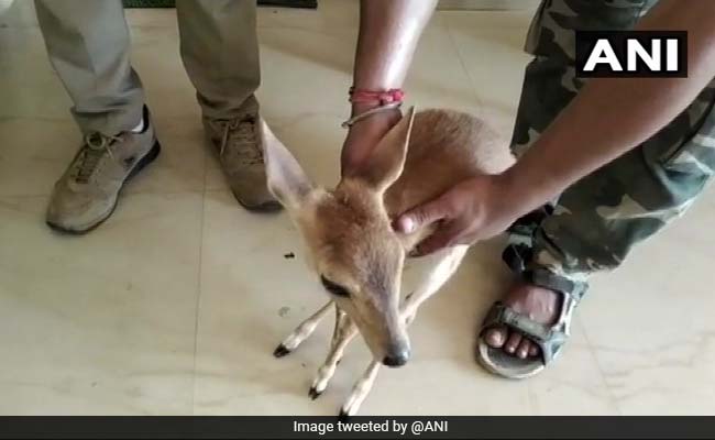 Barking Deer Rescued From Odisha Farmer's Home After Tip-Off