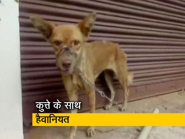 कुत्ते के साथ हैवानियत मुंह पर बांधा प्लास्टिक का टेप