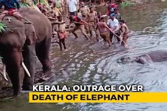 "Probe Underway, Crackers Used", Kerala Top Wildlife Official On Elephant's Death "Probe Underway, Crackers Used", Kerala Top Wildlife Official On Elephant's Death