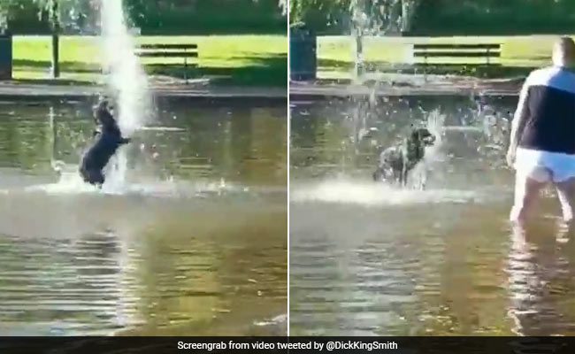 Viral: Dog Filmed Having The Best Time In Water. His Owner? Not So Much