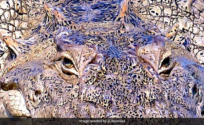 Can You Figure Out What Animal This Zoomed-In Photograph Shows?