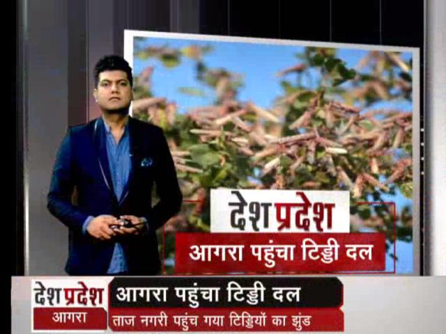 ताजनगरी पहुंच गया टिड्डियों का दल, ड्रोन से केमिकल का छिड़काव