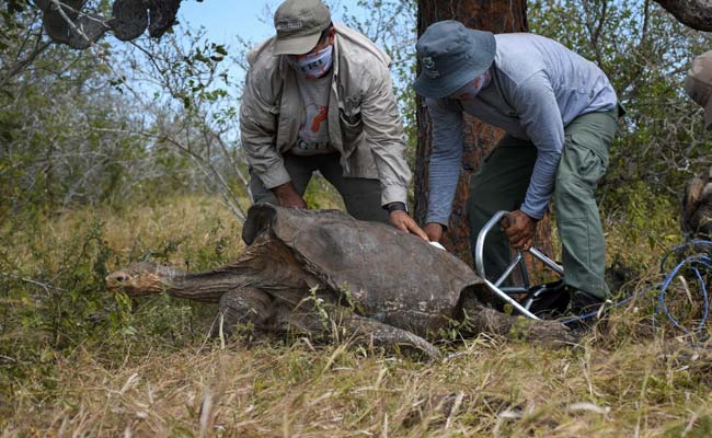 100-Year-Old Giant Tortoise "Diego" Retires After Saving His Species