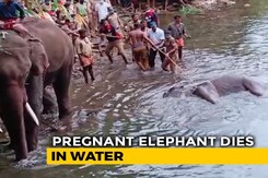 Elephant That Ate Cracker-Stuffed Pineapple Walked For Days In Pain Elephant That Ate Cracker-Stuffed Pineapple Walked For Days In Pain
