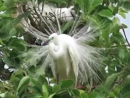 दुलर्भ प्रजाति का विदेशी प्रवासी पक्षी पहुंचा पेंच टाइगर रिजर्व, देखने के लिए उमड़ी भीड़ दुलर्भ प्रजाति का विदेशी प्रवासी पक्षी पहुंचा पेंच टाइगर रिजर्व, देखने के लिए उमड़ी भीड़