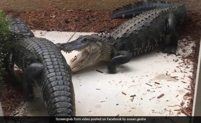 Watch: Woman Finds Two Alligators Fighting Outside Her Front Door