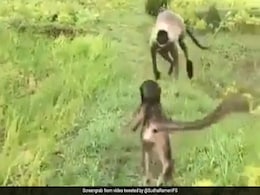 जाल में फंस गया था लंगूर का बच्चा, किसान के निकालते ही बच्चे को लेकर चंपत हुई मां... देखें Viral Video जाल में फंस गया था लंगूर का बच्चा, किसान के निकालते ही बच्चे को लेकर चंपत हुई मां... देखें Viral Video