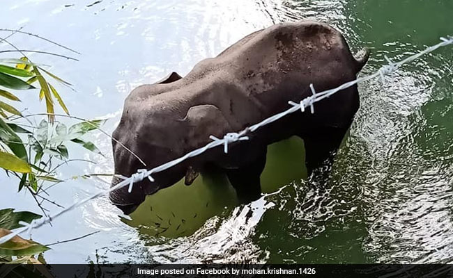 Another Elephant Death In Kerala Likely Due To Crackers, Jaw Was Broken