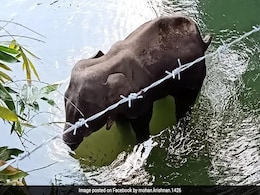 केरल: एक और हथिनी की मौत की खबर आई, जबड़े में है फ्रैक्चर, अधिकारियों को शक-पटाखे हो सकते हैं कारण.. केरल: एक और हथिनी की मौत की खबर आई, जबड़े में है फ्रैक्चर, अधिकारियों को शक-पटाखे हो सकते हैं कारण..