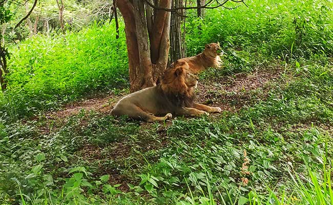 Masks, Temperature Checks: Bengaluru's Bannerghatta Park Opens After 80 Days Masks, Temperature Checks: Bengaluru's Bannerghatta Park Opens After 80 Days
