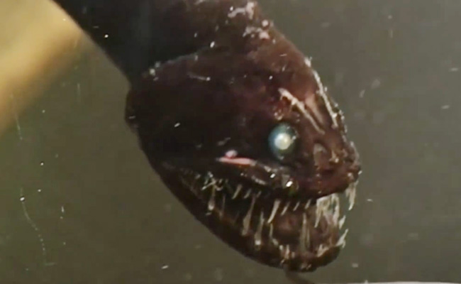 Video: Top 10 Mysterious Creatures That Live In The Deep Sea