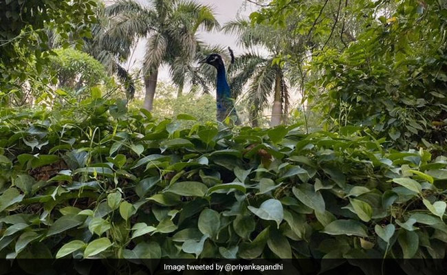 An "Unexpected Visitor," Captured In Stunning Pic By Priyanka Gandhi Vadra's Son