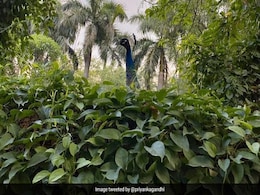 प्रियंका गांधी के बेटे ने क्लिक की छिपे हुए मोर की खूबसूरत फोटो, ट्विटर पर आए ऐसे रिएक्शन प्रियंका गांधी के बेटे ने क्लिक की छिपे हुए मोर की खूबसूरत फोटो, ट्विटर पर आए ऐसे रिएक्शन