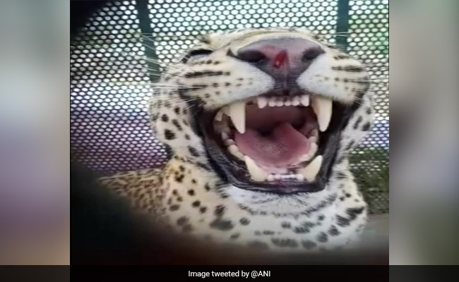 Pic Of Leopard Rescued In Indore Becomes Meme Fodder On Twitter