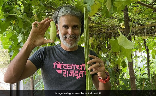 What's Growing In "Bearded Farmer" Milind Soman's Vegetable Garden At Home