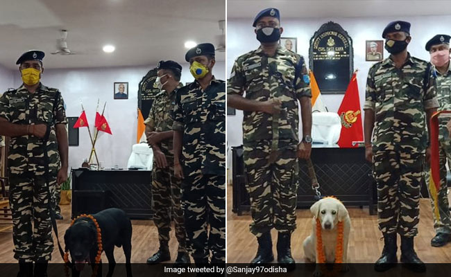 Sashastra Seema Bal Dogs "Pinki" And "Chetan" Honoured On Retirement