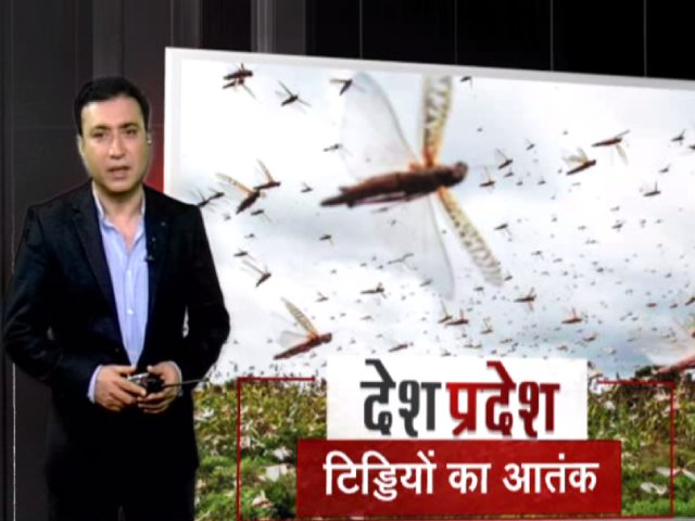 देश- प्रदेश: देश के हिस्सों में टिड्डियों का आतंक