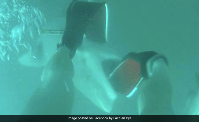 Shark Steals Flipper From Diver's Foot In Terrifying Encounter