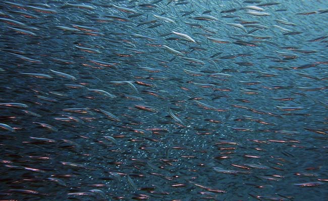 World Oceans Day 2020: Protecting The Marine Ecosystem