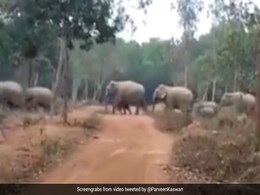 रायगढ़ जिले में मिला हाथी का शव, 10 दिन में छह हाथियों की मौत रायगढ़ जिले में मिला हाथी का शव, 10 दिन में छह हाथियों की मौत