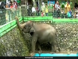 इस हाथी ने सूंड से नल चलाकर पिया पानी, ट्वीट कर लोगों ने कहा- हाथी समझदार होते हैं इस हाथी ने सूंड से नल चलाकर पिया पानी, ट्वीट कर लोगों ने कहा- हाथी समझदार होते हैं