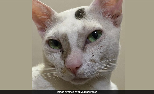 "Meow Meow": Mumbai Police Tweets Cat Pic To Send A Warning