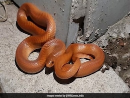 "Very Rare" Red Snake Spotted In Uttar Pradesh. "Beautiful," Says Twitter "Very Rare" Red Snake Spotted In Uttar Pradesh. "Beautiful," Says Twitter