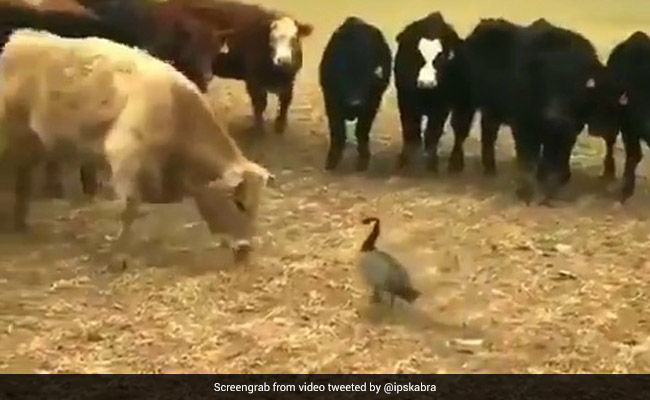 A Herd Of Angry Cows Was No Match For This Brave Goose. Watch Viral Video