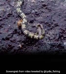 No, That's Not A Snake. Viral Video Leaves Many Baffled