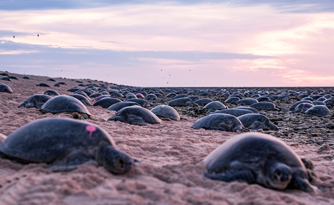 World S Largest Green Turtle Colony In Raine Island Nearly Twice As Big As Thought World S Largest Green Turtle Colony In Raine Island Nearly Twice As Big As Thought