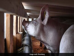 Booming Airline Business: Flying Pigs To China In 747 Jumbo Jets Booming Airline Business: Flying Pigs To China In 747 Jumbo Jets