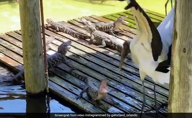 Watch What Happened When Little Alligators Took On A Gigantic Stork