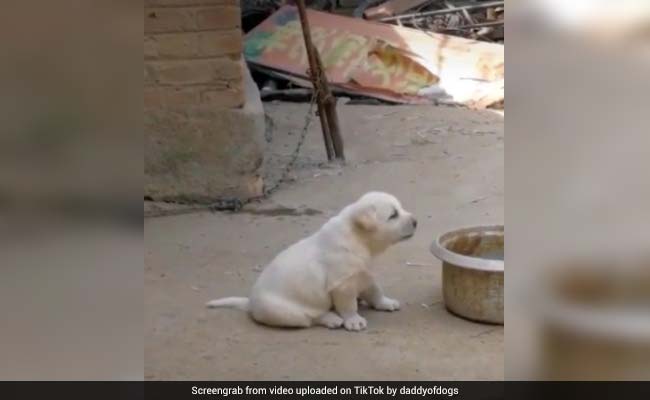 सुबह मुर्गे ने दी बांग तो कुत्ते ने ऐसे की नकल, भौंकने की जगह करने लगा 'कुकड़ू कू' - देखें TikTok Video