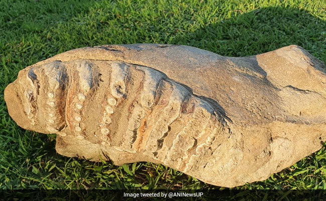 Fossil Of Elephant Nearly 8-Million-Years-Old Found In UP's Saharanpur