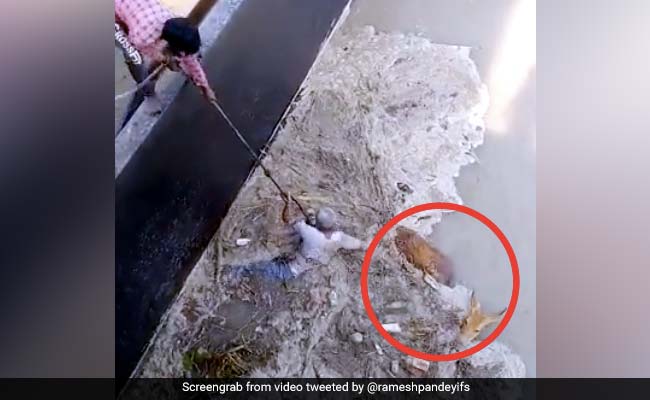नदी में फंसा हुआ था हिरण, शख्स ने हवा में लटककर खुद को जोखिम में डाल बचाई जान... देखें Viral Video