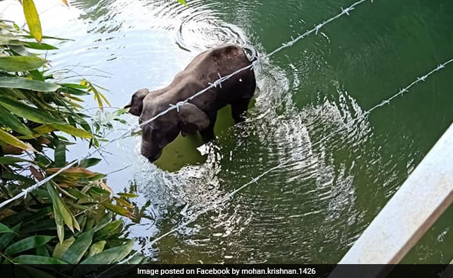 "Intentional Act To Kill The Elephant": Kerala's Top Wildlife Officer