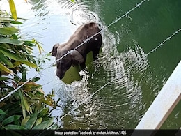 गर्भवती हथिनी के साथ हुई घटना पर एक्टर ने शेयर की पोस्ट, बताया- जान-बूझकर नहीं खिलाया गया था अनानास गर्भवती हथिनी के साथ हुई घटना पर एक्टर ने शेयर की पोस्ट, बताया- जान-बूझकर नहीं खिलाया गया था अनानास