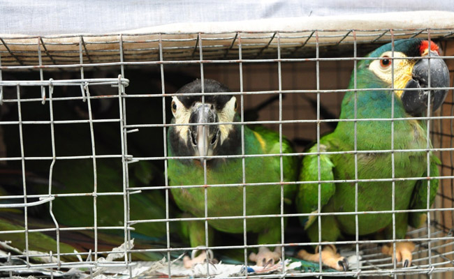 DRI ने बरामद किए 22 दुर्लभ विदेशी तोते, बांग्‍लादेश से तस्‍करी कर लाए गए थे, दो गिरफ्तार