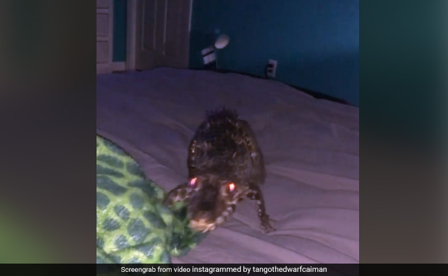 आधी रात को मगरमच्छ का बच्चा चढ़ गया बिस्तर पर और फिर... देखें viral video