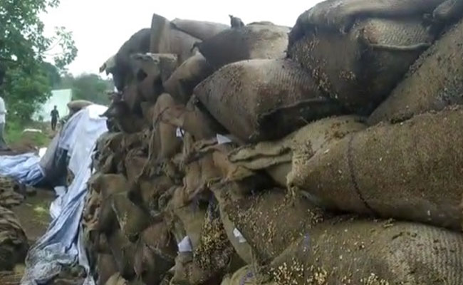 शिवराज सरकार ने गेहूं खरीद में किया है रिकॉर्ड बनाने का दावा, लेकिन अधिकारियों की लापरवाही से सड़ गया सैकड़ों क्विंटल गेहूं