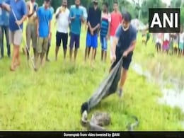 अजगर को पकड़ने के लिए शख्स ने निकाली तरकीब, मुंह के पास डाली सांप पकड़ने वाली छड़ी और फिर... देखें Video अजगर को पकड़ने के लिए शख्स ने निकाली तरकीब, मुंह के पास डाली सांप पकड़ने वाली छड़ी और फिर... देखें Video