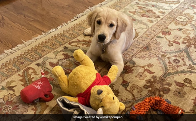 Why Some See Mike Pompeo's Pic Of His Dog As An Attempt To Troll China