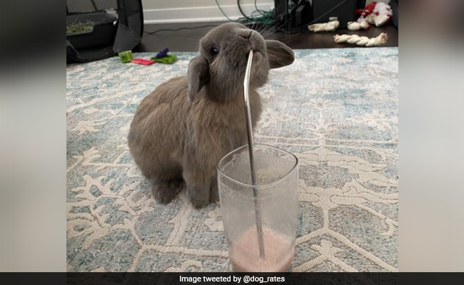 मुंह में स्ट्रॉ लगा आराम से Smoothie पीते हुए नजर आया चूहा, खूब वायरल हो रहा है Video