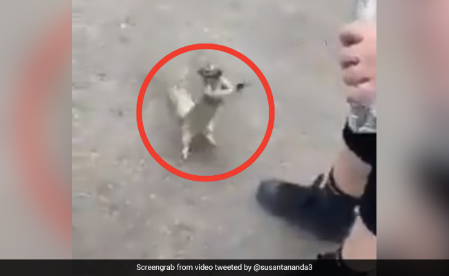 प्यासी गिलहरी को शख्स के हाथ में दिखी पानी की बॉटल, हाथ उठाकर मांगा और फिर... देखें Viral Video