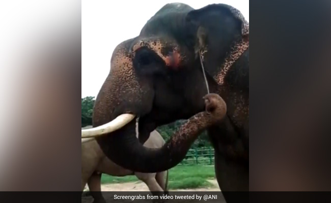 "End Horrifying Cruelty": Lawyer Writes To Chief Justice On Elephant Set Afire