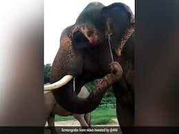 "End Horrifying Cruelty": Lawyer Writes To Chief Justice On Elephant Set Afire "End Horrifying Cruelty": Lawyer Writes To Chief Justice On Elephant Set Afire