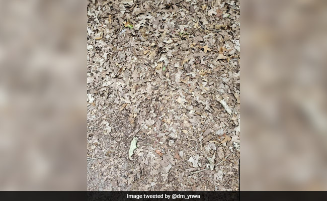 You Have 15 Seconds To Find The Snake In This Pic. Ready, Steady, Go...