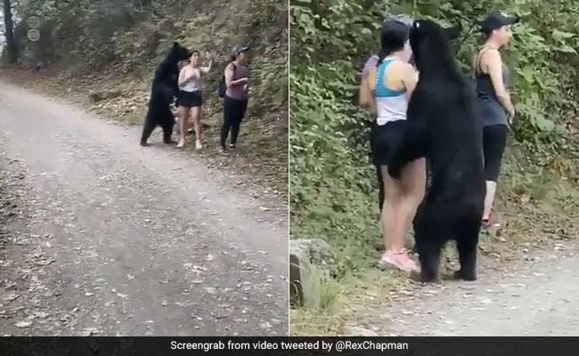 सेल्फी ले रही थी लड़की, अचानक पीछे आकर खड़ा हो गया भालू और फिर हुआ कुछ ऐसा... देखें Video